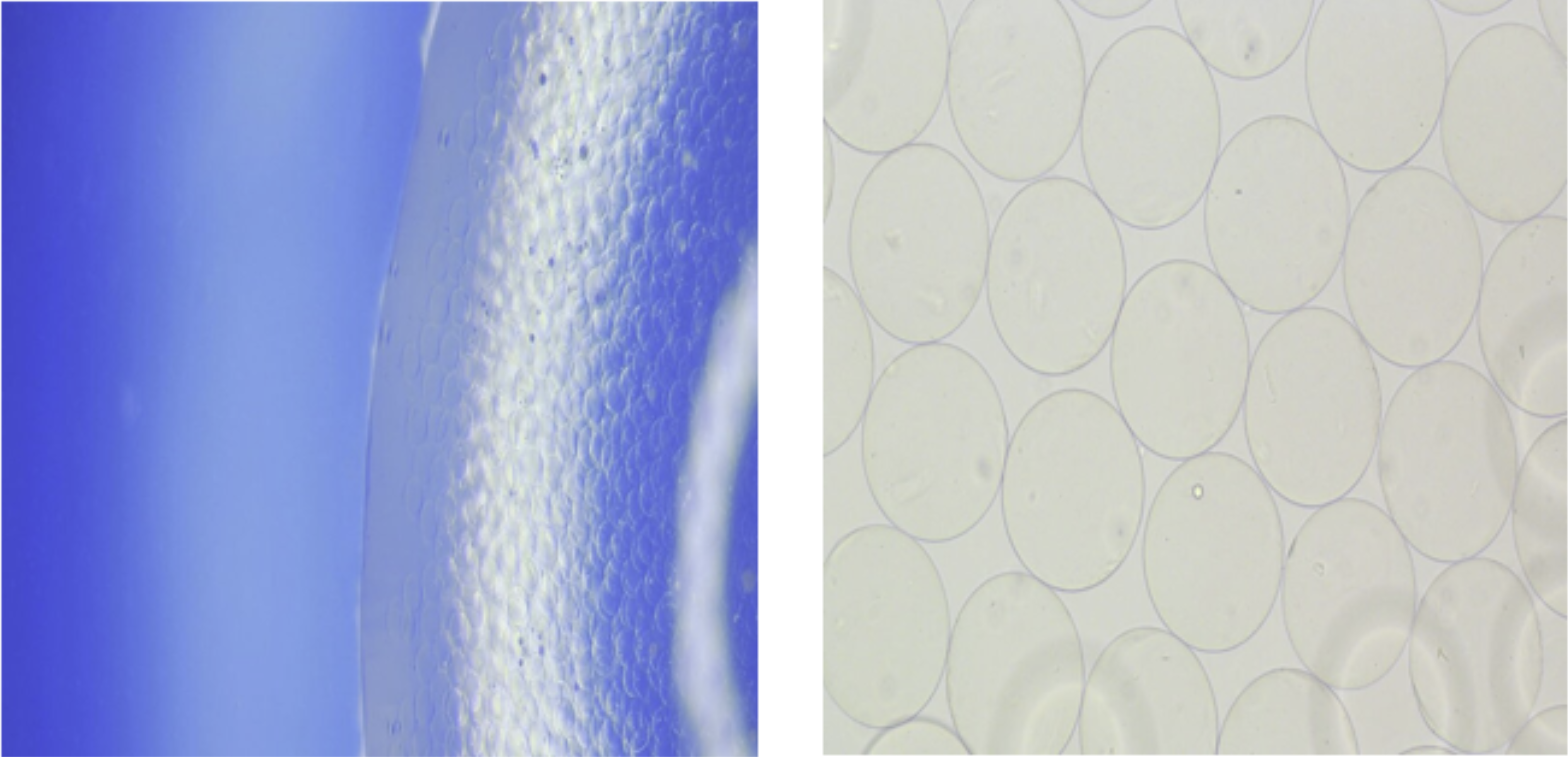 Sodium Alginate Microspheres