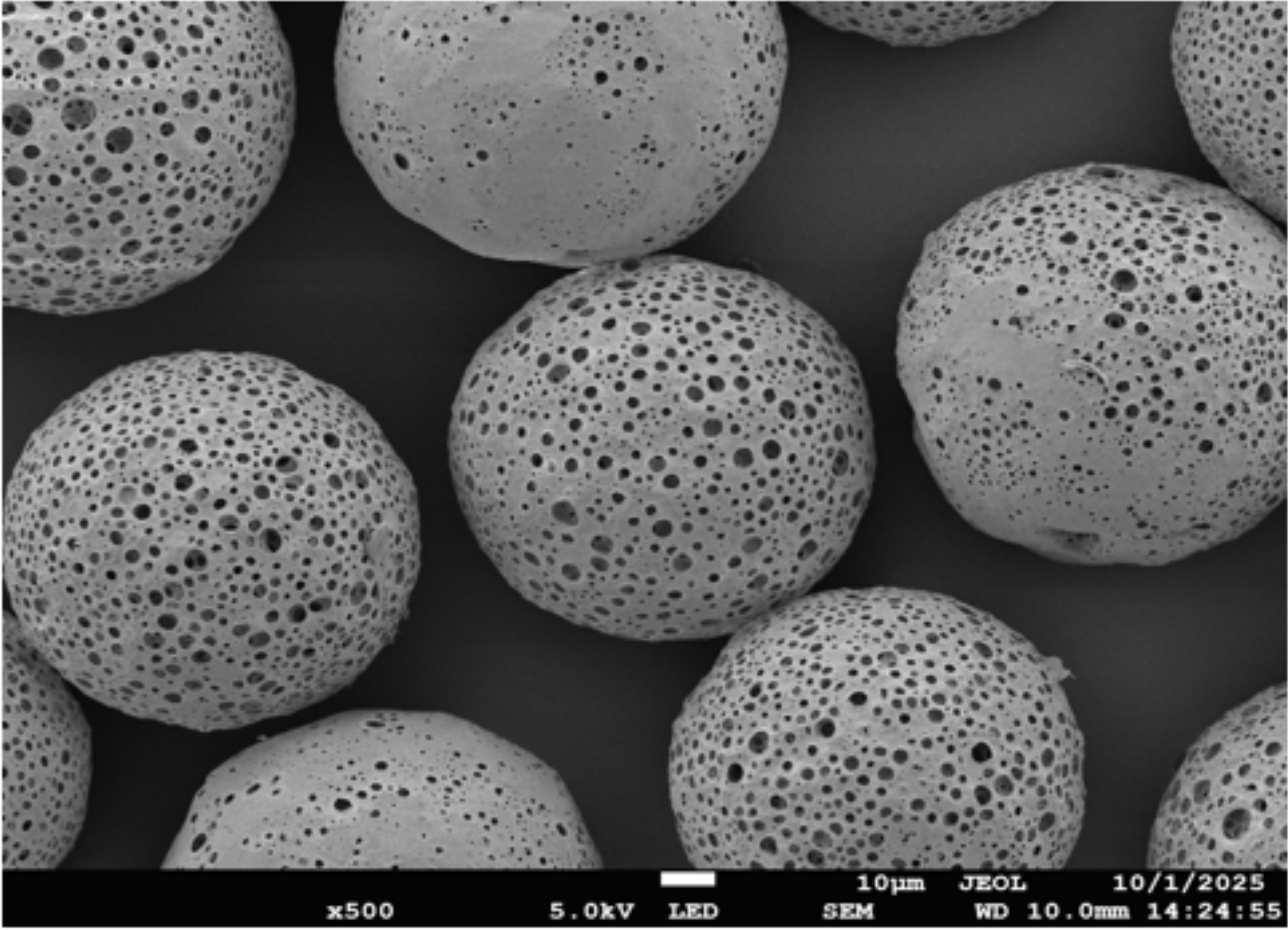 Porous PLLA Microspheres