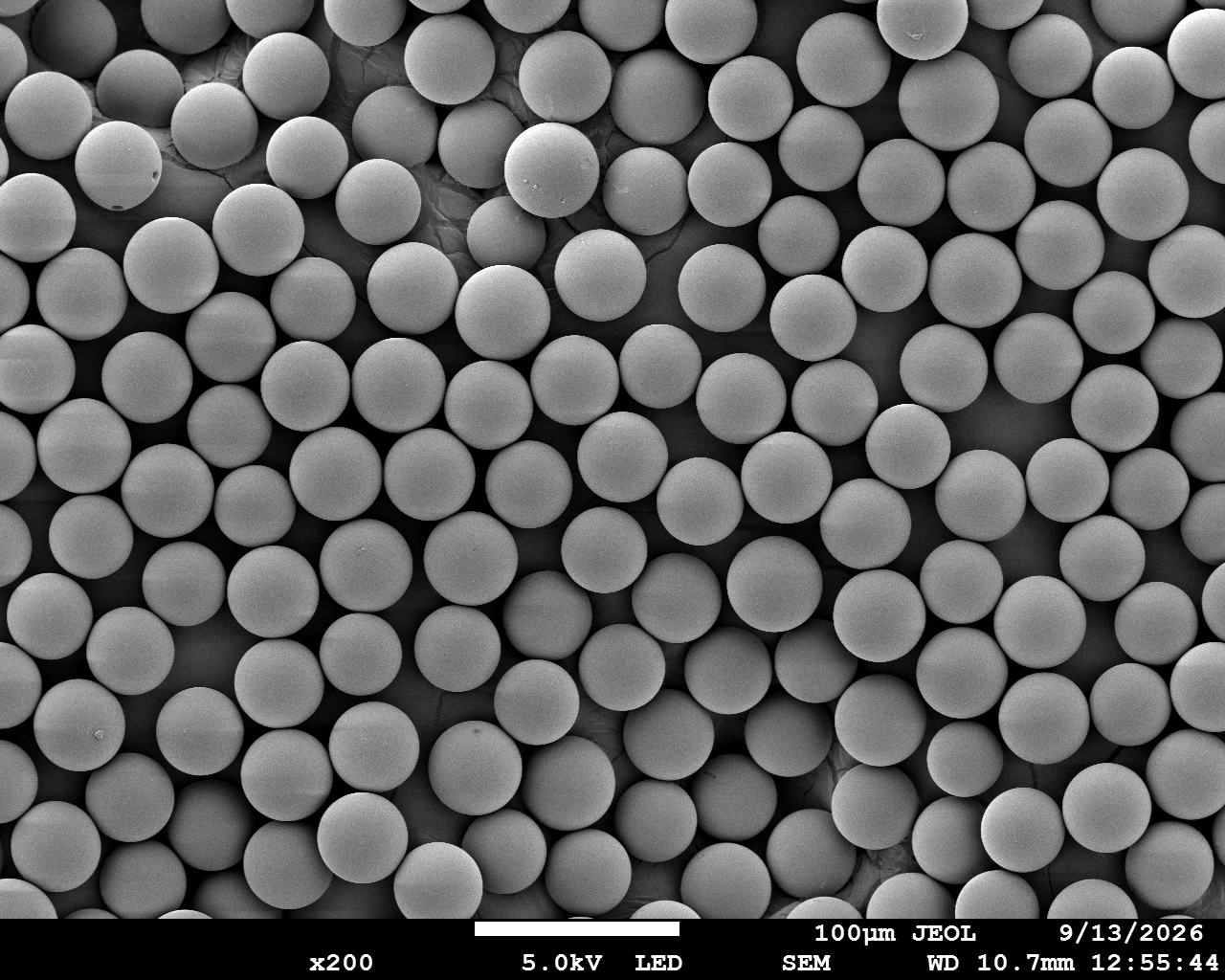 PDLLA Microspheres