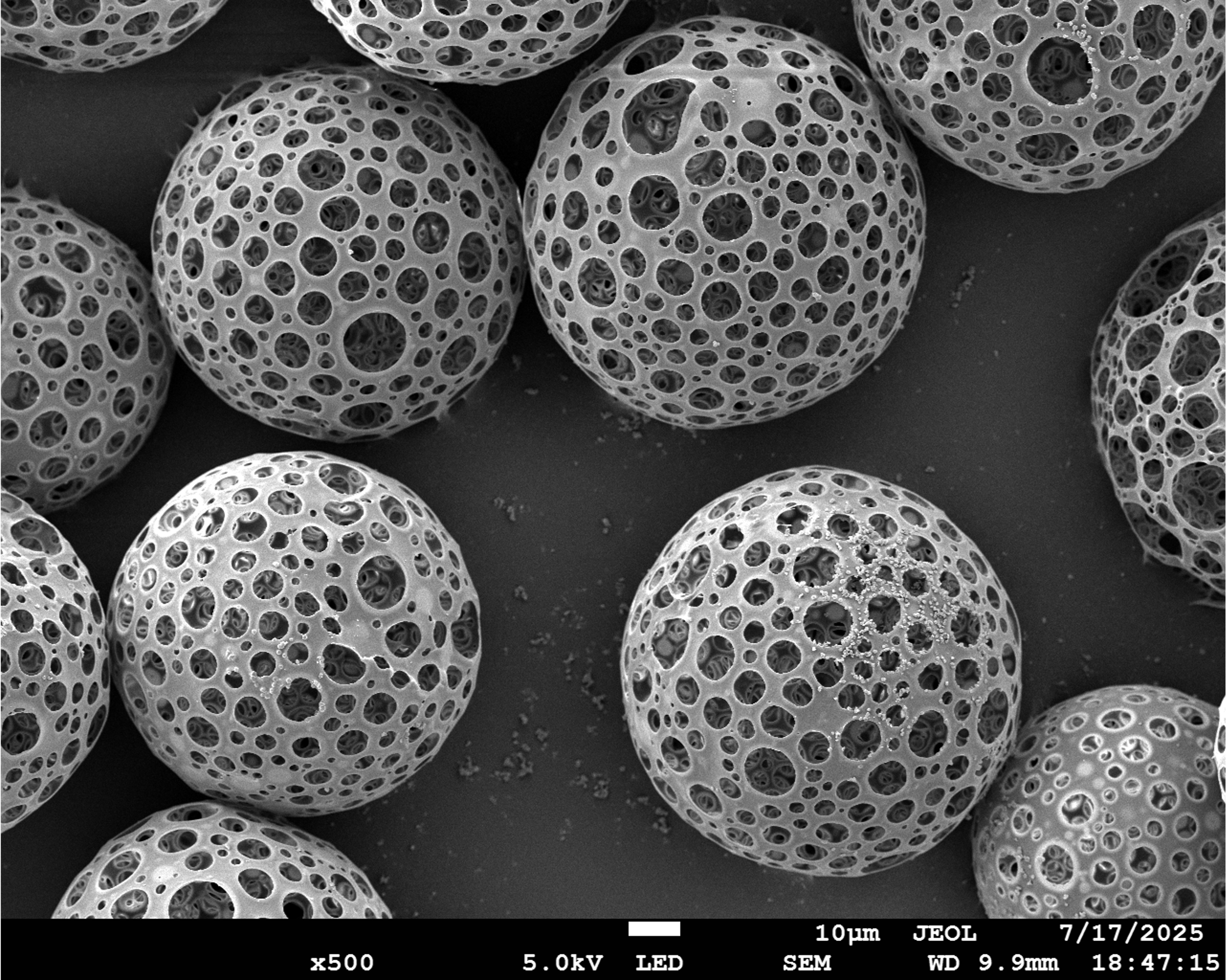 Porous PDLLA Microspheres